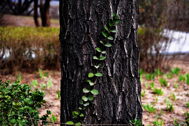 Hình ảnh minh họa ý nghĩa của từ rely