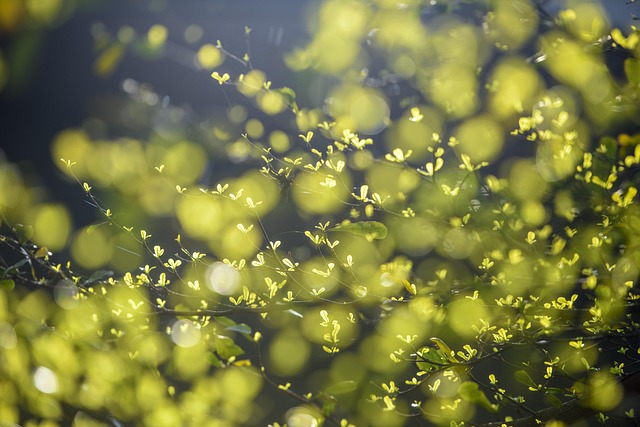 Hình ảnh minh họa ý nghĩa của từ renewal