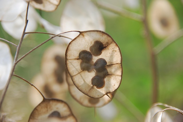 Hình ảnh minh họa ý nghĩa của từ reproduced