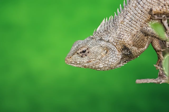 reptilian fauna