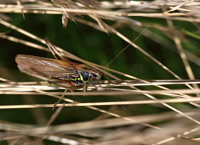 Hình ảnh minh họa ý nghĩa của từ reseller