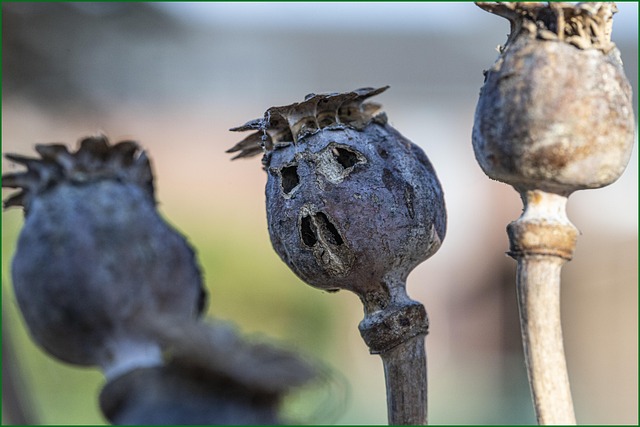 Hình ảnh minh họa ý nghĩa của từ resembles