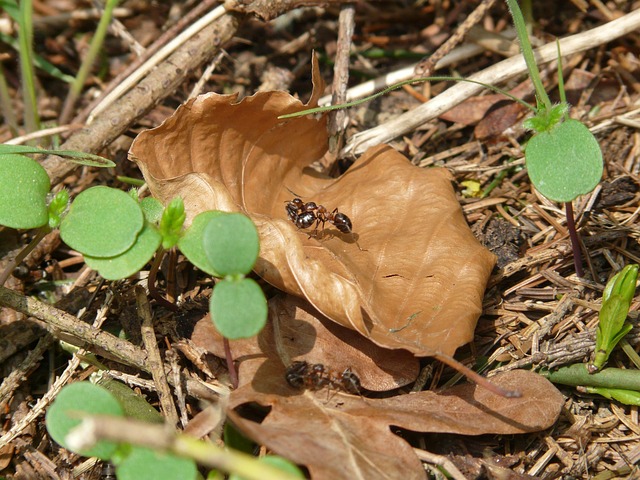 Hình ảnh minh họa ý nghĩa của từ resettlement