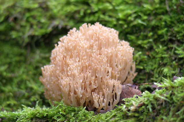 Hình ảnh minh họa ý nghĩa của từ reusable