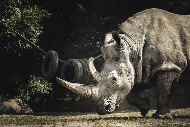 rhino horn