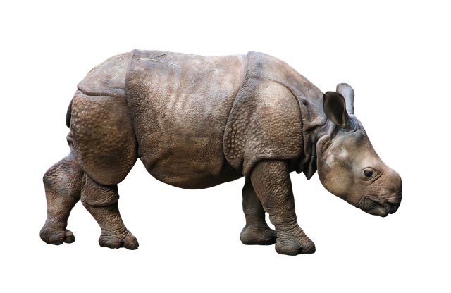 rhinoceros
