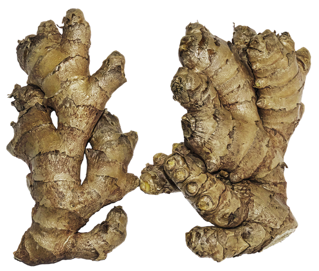 Hình ảnh minh họa ý nghĩa của từ rhizome