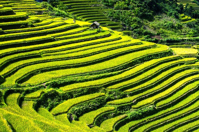 rice field