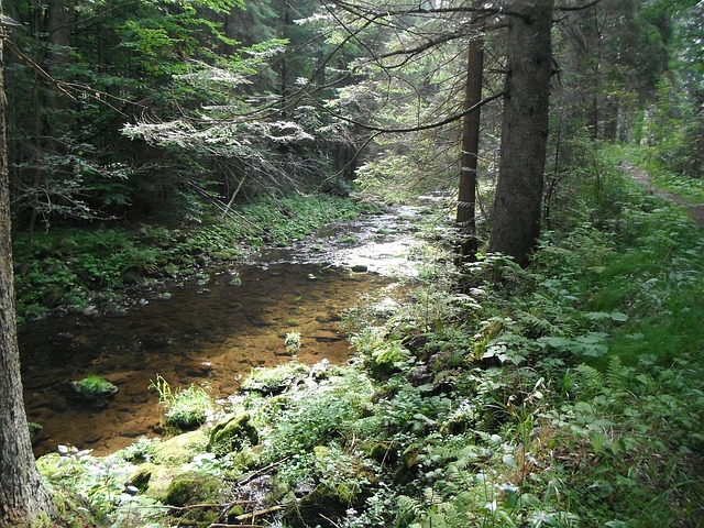 rivulet
