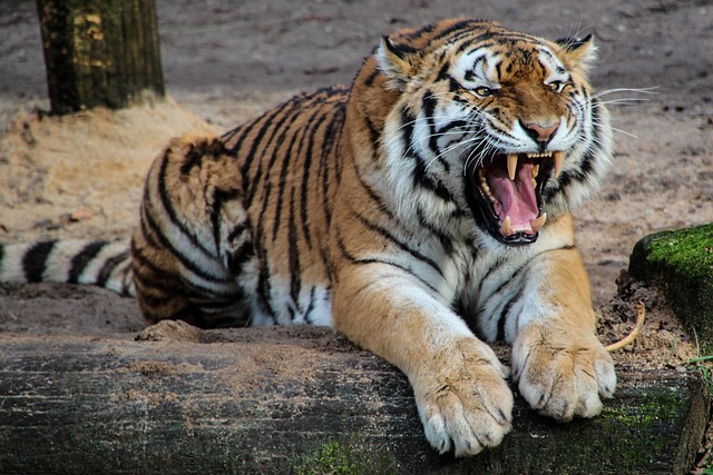roar (with laughter)