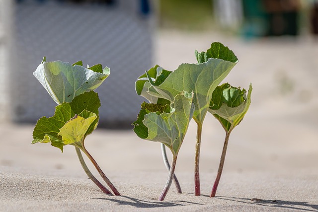 robust growth