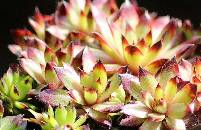 rockery plant