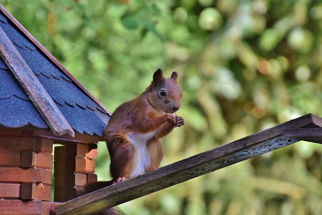 rodentia
