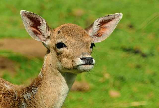 roe deer