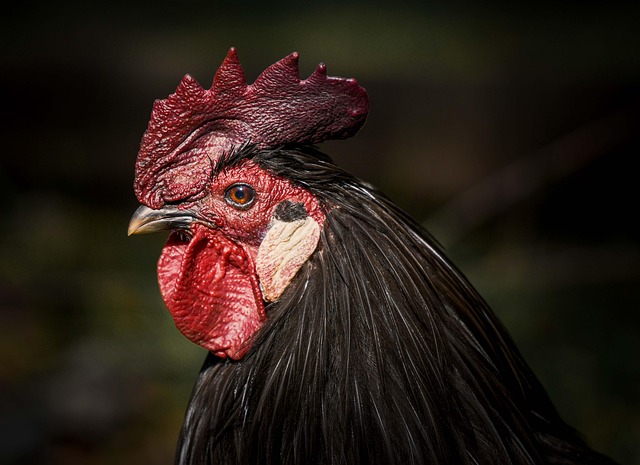 rooster