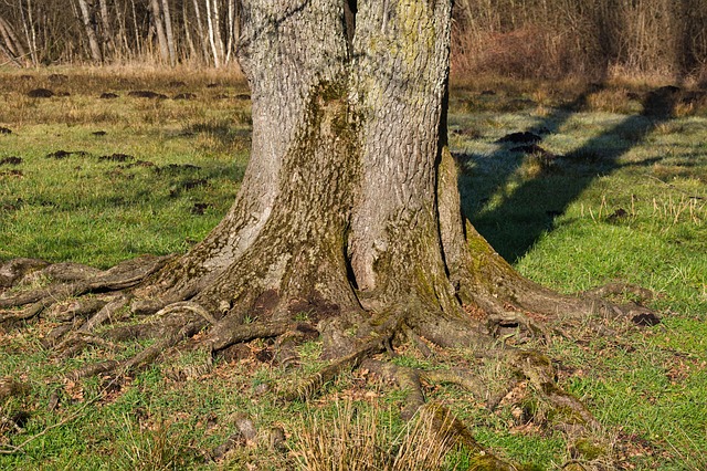rooting