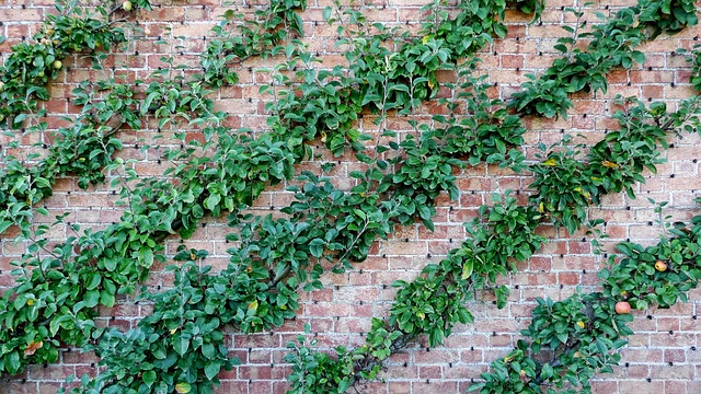 Hình ảnh minh họa ý nghĩa của từ rootstock