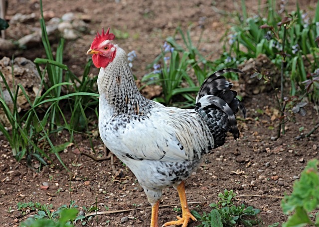 Hình ảnh minh họa ý nghĩa của từ roster