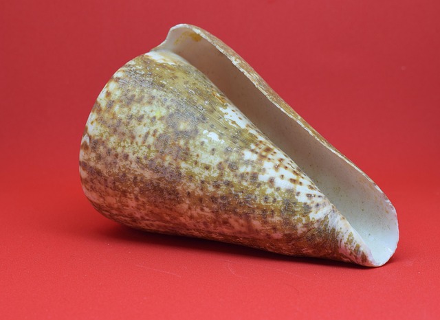 Hình ảnh minh họa ý nghĩa của từ rota