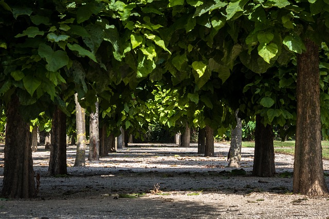 row of leaves