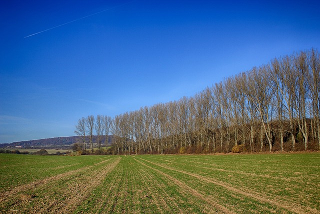 row seeding