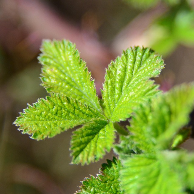 Hình ảnh minh họa ý nghĩa của từ rubus