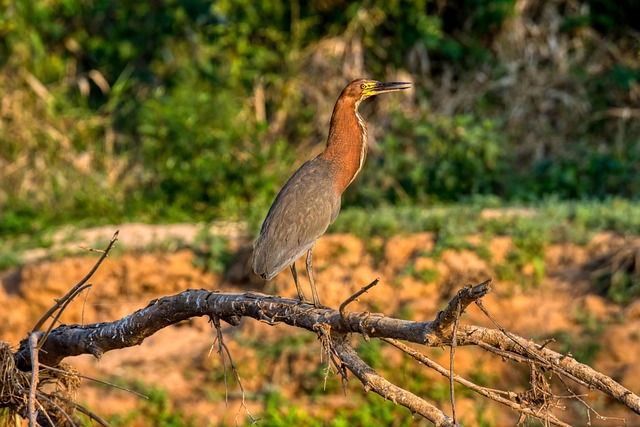 Hình ảnh minh họa ý nghĩa của từ rufescent