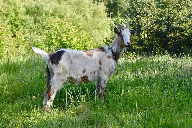 Hình ảnh minh họa ý nghĩa của từ ruminate on