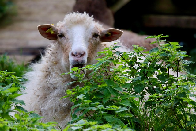 ruminating