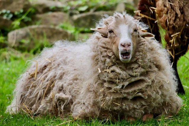 Hình ảnh minh họa ý nghĩa của từ rumination