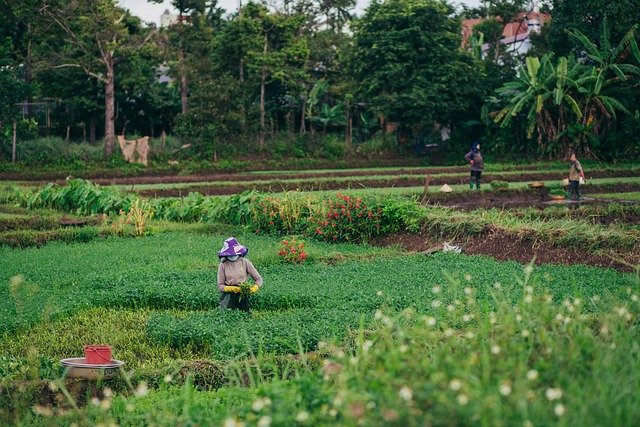 rural population growth