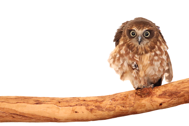 Hình ảnh minh họa ý nghĩa của từ sagaciously