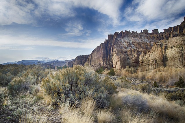 sagebrush