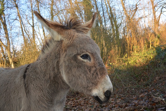 Hình ảnh minh họa ý nghĩa của từ saint's play