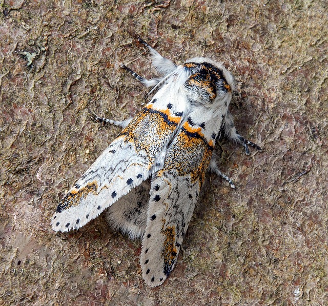 Hình ảnh minh họa ý nghĩa của từ sallow