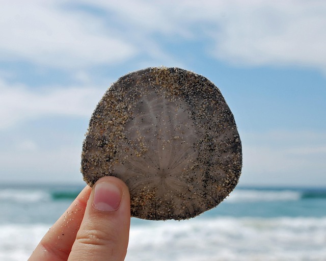 sand dollar