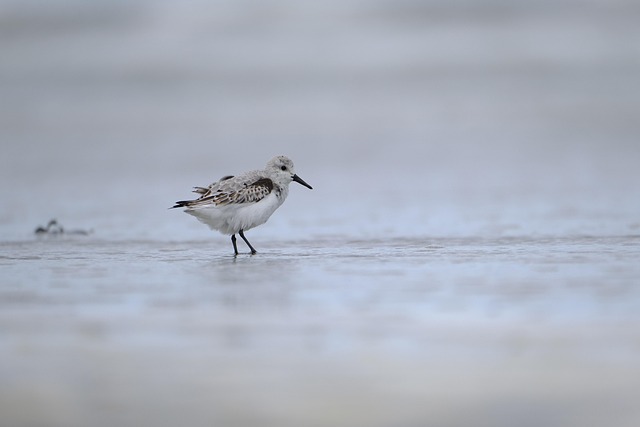 sandpiper