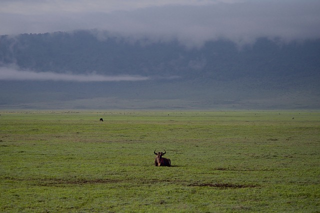 savanna climate