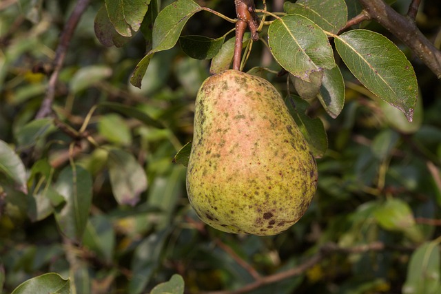 Hình minh họa crosta