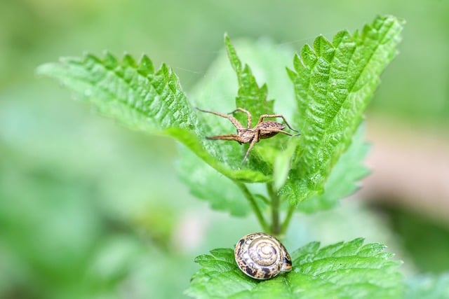 scale insect