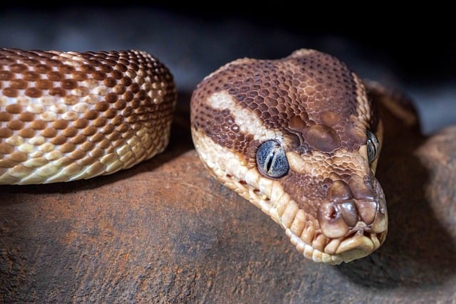 Hình ảnh minh họa ý nghĩa của từ scaled