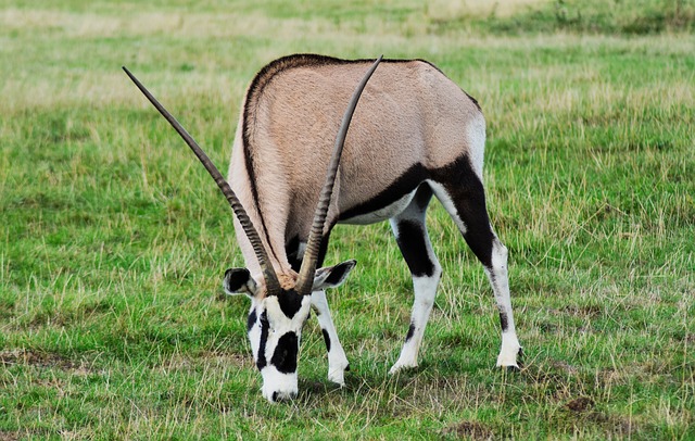 scimitar oryx