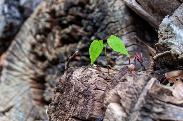 Hình ảnh minh họa ý nghĩa của từ scion