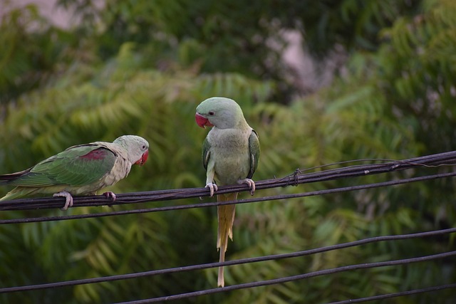 scolding
