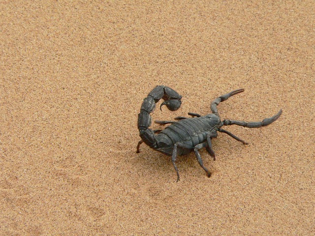scorpion
