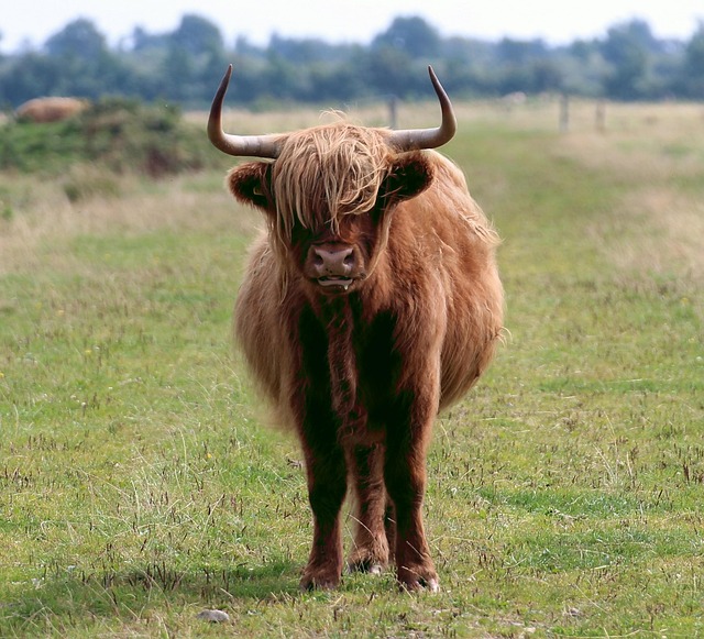 scottish gaelic