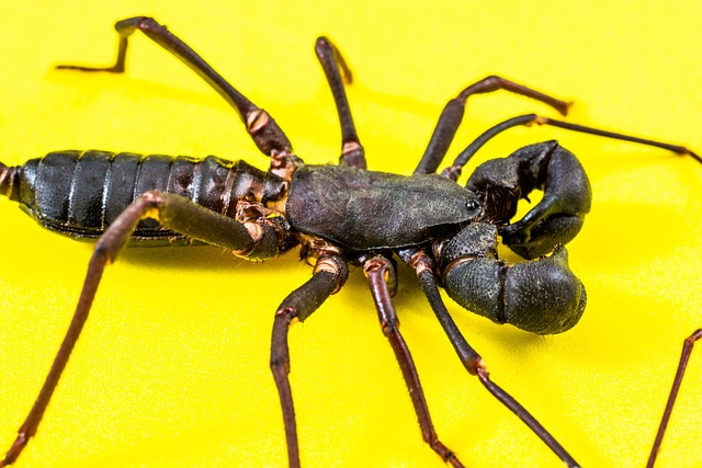 Hình ảnh minh họa ý nghĩa của từ scourge