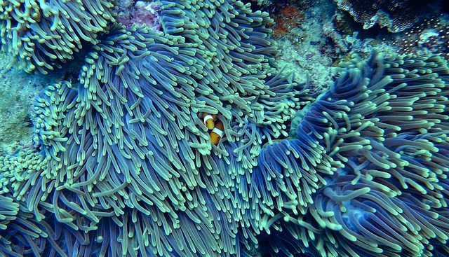 sea anemone