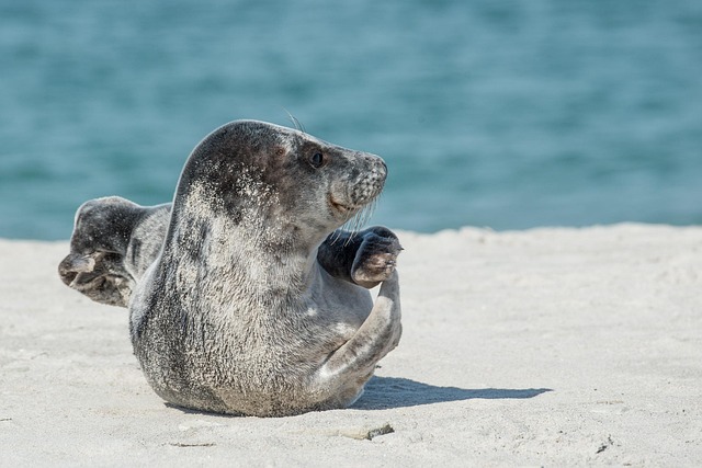 sea animal