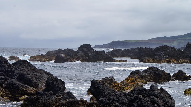 sea cookie